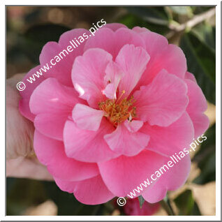 Camellia Hybride 'Valley Knudsen'