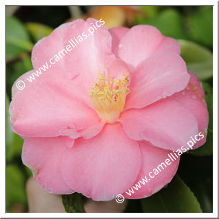 Camellia Japonica 'Valmadrera'