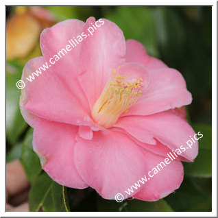 Camellia Japonica 'Valmadrera'