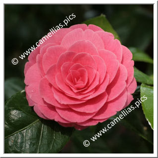 Camellia Japonica 'Valtevareda'