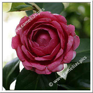 Camellia Japonica 'Valtevareda Variegata'