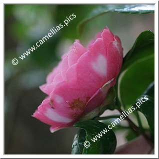 Camellia Japonica 'Valtevareda Variegata'