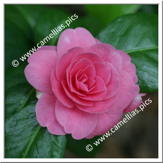 Camellia Japonica 'Valtevareda Variegata'