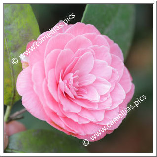 Camellia Japonica 'Van Dyck'