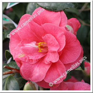 Camellia Japonica 'Lady Vansittart Pink'