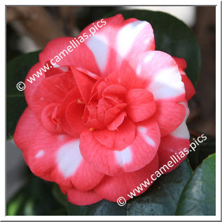 Camellia Japonica 'Variegata'