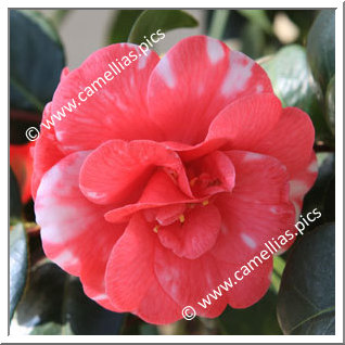 Camellia Japonica 'Variegata'