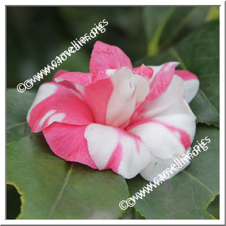 Camellia Japonica 'Variegata'