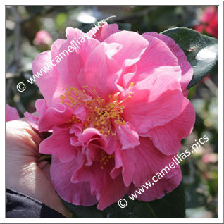 Camellia Japonica 'Vega'