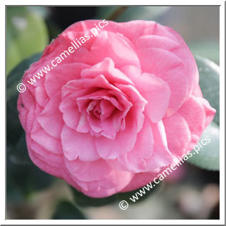 Camellia Japonica 'Venturi'
