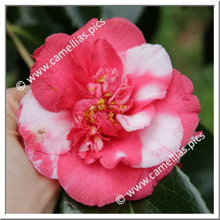Camellia Japonica 'Lady Vere de Vere'