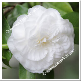 Camellia Japonica 'Vergine di Collebeato'