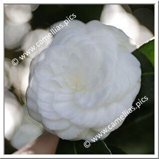 Camellia Japonica 'Vergine di Collebeato'