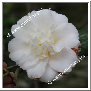 Camellia Japonica 'Verna Halbert'