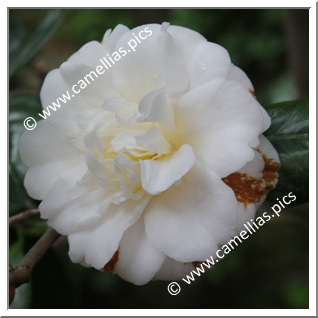 Camellia Japonica 'Verna Halbert'
