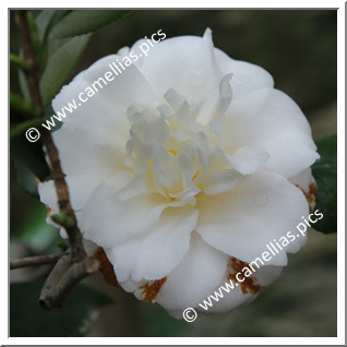 Camellia Japonica 'Verna Halbert'