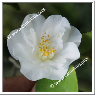 Camellia Hybride 'Vernal Breeze'