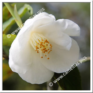 Camellia Hybrid 'Vernal Breeze'