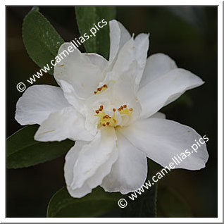 Camellia Botanique 'C. vernalis'