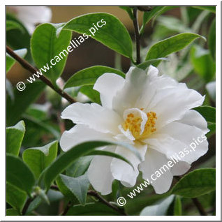 Camellia Botanique 'C. vernalis'