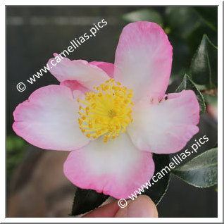 Camellia Sasanqua 'Versicolor (Sawada)'