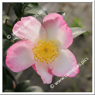 Camellia Sasanqua 'Versicolor (Sawada)'