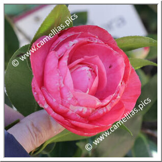 Camellia Japonica 'Vessillo di Flora'