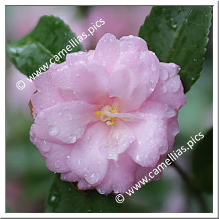 Camellia Sasanqua 'Vicenzo Bianchi'