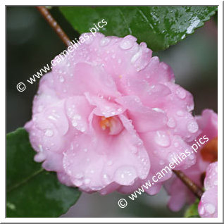 Camellia Sasanqua 'Vicenzo Bianchi'