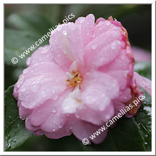 Camellia Sasanqua 'Vicenzo Bianchi'