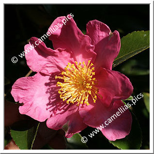 Camellia Sasanqua 'Vicomte de Noailles'