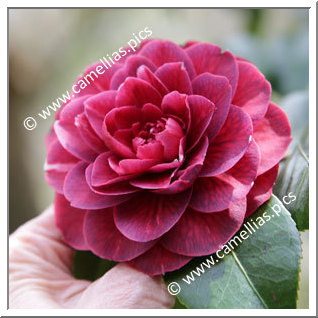 Camellia Japonica 'Sir Victor Davies'