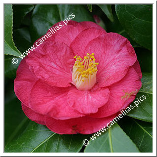 Camellia Japonica 'Madame Victor de Bisschop Rubra'