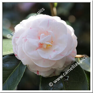 Camellia Japonica 'Victoria Antwerpiensis'