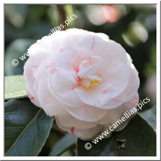 Camellia Japonica 'Victoria Antwerpiensis'