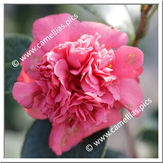 Camellia Japonica 'Victoria Mediolanensis'