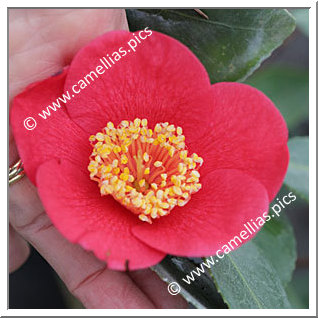 Camellia Japonica 'Villa Madre'