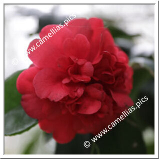 Camellia Japonica 'Vilar d'Allen'