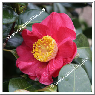 Camellia Japonica 'Ville de Guingamp'