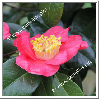 Camellia Japonica 'Ville de Guingamp'