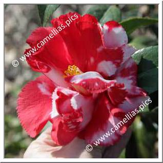 Camellia Japonica 'Ville de Nantes'