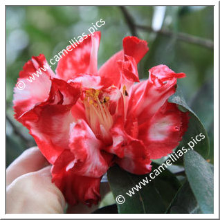 Camellia Japonica 'Ville de Nantes'