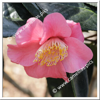 Camellia Japonica 'Ville du Havre'