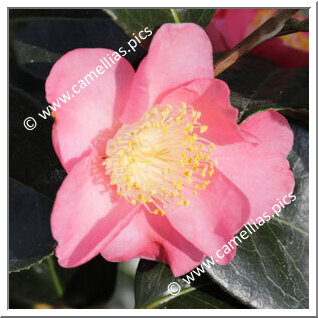 Camellia Japonica 'Ville du Havre'