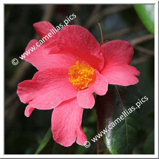 Camellia Botanique 'C. villosa'