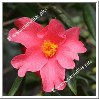 Camellia Botanique 'C. villosa'