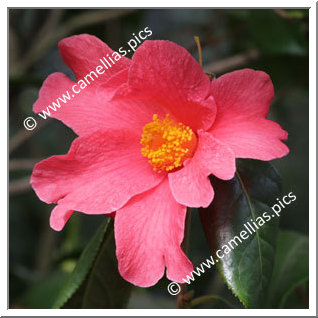 Camellia Botanique 'C. villosa'
