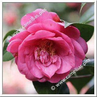 Camellia Japonica 'Violacea Superba'