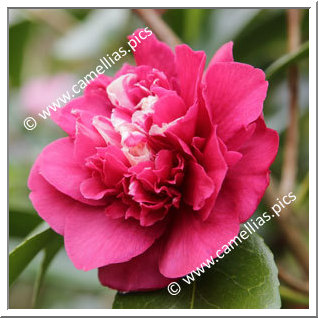 Camellia Japonica 'Violet Bouquet '