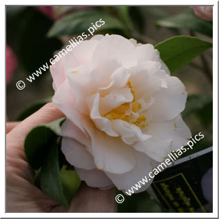 Camellia Japonica 'Virgin's Blush'